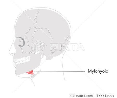 Mylohyoid - Labeled human muscle forming the floor of the mouth, shown in anatomy chart, elevates floor of mouth 133314095