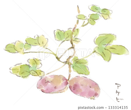 秋季植物,紫色木通果實水彩插圖 秋季植物,紫色木通果實水彩插圖 133314135