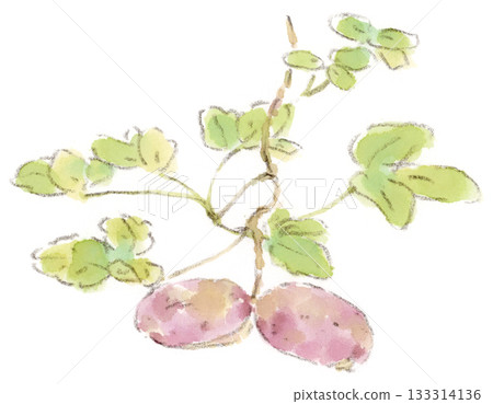 秋季植物，紫色木通果實水彩插圖 133314136