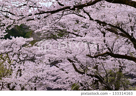 Fresh green season: Lake Kamokita and cherry blossoms in full bloom 133314163