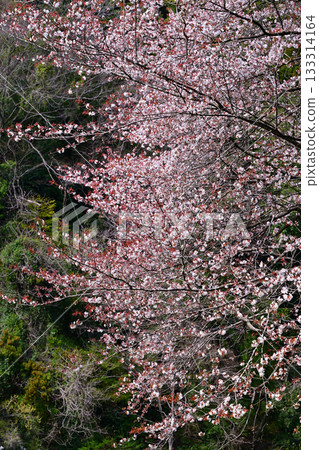 Fresh green season: Lake Kamokita and cherry blossoms in full bloom 133314164