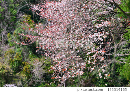 Fresh green season: Lake Kamokita and cherry blossoms in full bloom 133314165