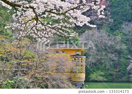 Cherry blossoms and fresh greenery on the shores of Lake Kamokita 133314173