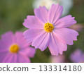 Pink cosmos blooming in autumn - macro photo 133314180