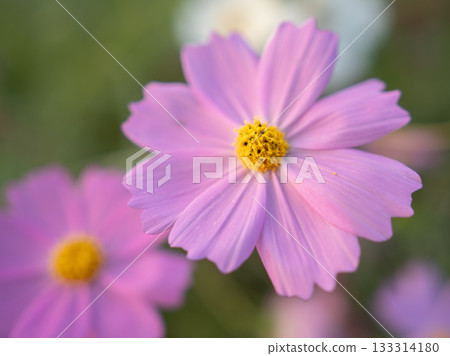 Pink cosmos blooming in autumn - macro photo Pink cosmos blooming in autumn - macro photo 133314180