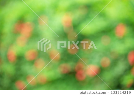 Green and red defocus background. Abstract natural background defocus light blurred plants. Green and red defocus background. Abstract natural background defocus light blurred plants. 133314219