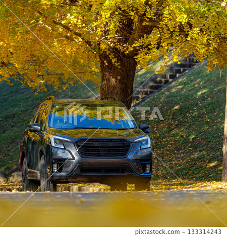 Yellow ginkgo trees and cars Yellow ginkgo trees and cars 133314243