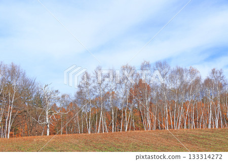 Shinano Omachi, Birch forest of Nakayama Plateau 133314272