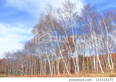 Shinano Omachi, Birch forest of Nakayama Plateau Shinano Omachi, Birch forest of Nakayama Plateau 133314273