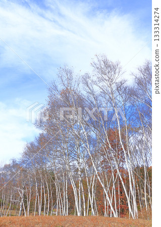 信濃大町,中山高原的樺樹林 信濃大町,中山高原的樺樹林 133314274
