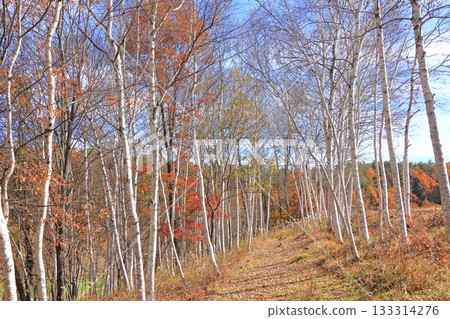Shinano Omachi, Birch forest of Nakayama Plateau Shinano Omachi, Birch forest of Nakayama Plateau 133314276