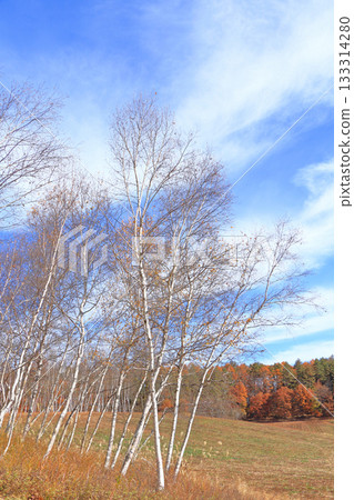 Shinano Omachi, Birch forest of Nakayama Plateau Shinano Omachi, Birch forest of Nakayama Plateau 133314280