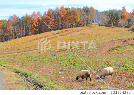 Autumn at Nakayama Plateau in Shinano-Omachi 133314283