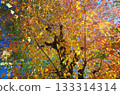 Autumn leaves 133314314