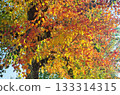 Red-stained wax tree 133314315