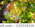 Leaf which began to color 133314316