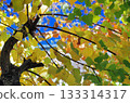 Nanjing wax trees beginning to change color 133314317