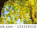 Autumnal leaves Nankinhase 133314318