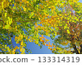 Autumn leaves shining in the blue sky 133314319