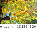 Leaves of autumn leaves Nankinhase 133314320