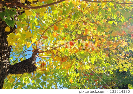 秋葉葉子Nankinhase 133314320