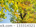 Autumn leaves of Chinese tallow 133314321