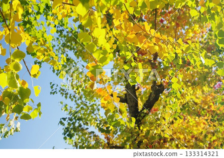 中國牛油的秋葉 133314321