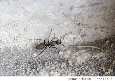 Camponotus worker ants Camponotus worker ants 133314327