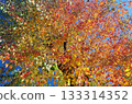 Autumnal leaves 133314352