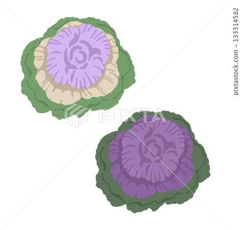 Chrysanthemum leaf illustration set 133314582