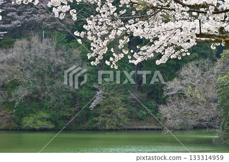 鴨木田湖畔的櫻花季 133314959