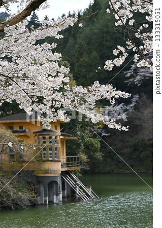 Cherry blossom season on the shores of Lake Kamokita 133315051