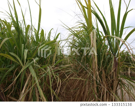 沖繩甘蔗田風光 133315138