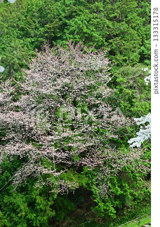 Cherry blossoms in full bloom on the shores of Lake Kamaki in the season of fresh greenery 133315178