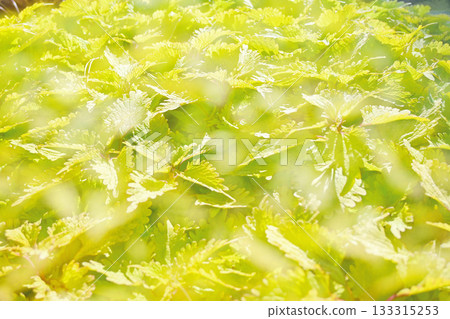 Coleus green 133315253