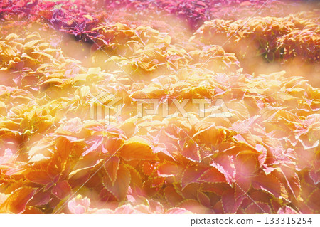 Corius紫色 133315254