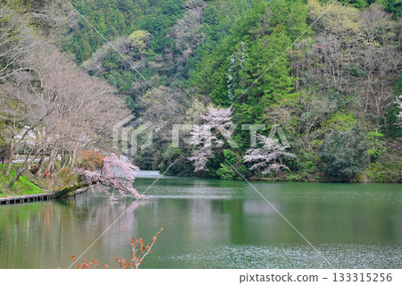 鴨木田湖畔的櫻花和翠綠的植物 133315256