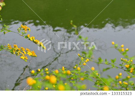 鴨北湖畔的山吹花 鴨北湖畔的山吹花 133315323