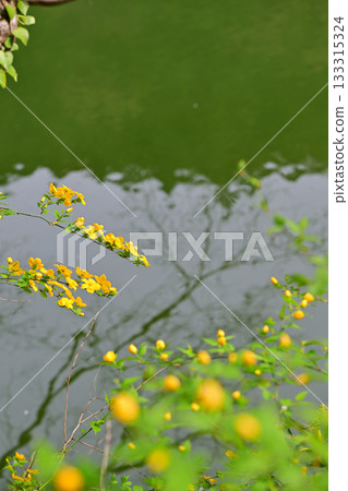 鴨北湖畔的山吹花 鴨北湖畔的山吹花 133315324