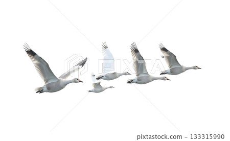 A cluster of white geese soaring in the air, illustrating the impact of climate change on bird migration and ecosystems A cluster of white geese soaring in the air, illustrating the impact of climate change on bird migration and ecosystems 133315990
