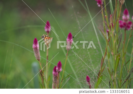 Nogetou and Butterfly Nogetou and Butterfly 133316051