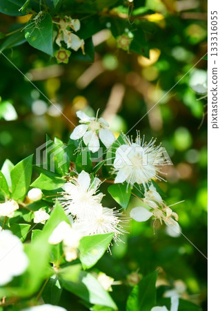 9466 默特爾 133316055