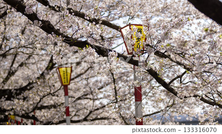 Sakura Cherry blossom in Hitome Senbonzakura 133316070