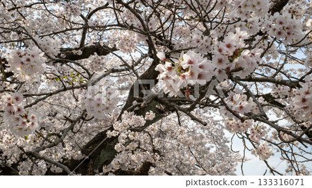 Sakura Cherry blossom in Hitome Senbonzakura Sakura Cherry blossom in Hitome Senbonzakura 133316071