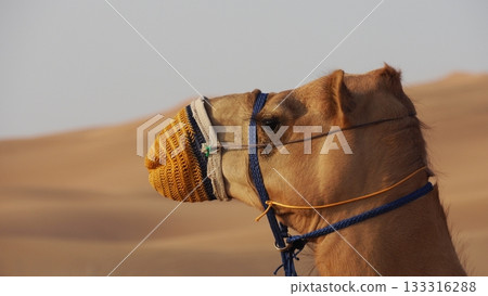 杜拜沙漠駱駝 133316288
