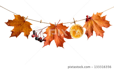 Isolated autumn maple leaves on white background Isolated autumn maple leaves on white background 133316356