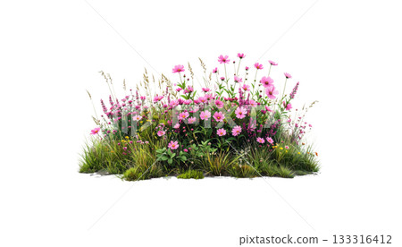 Fresh green grass and bright flowers isolated on white background Fresh green grass and bright flowers isolated on white background 133316412