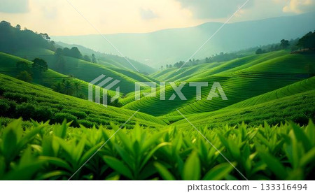 Lush green tea plantation, showcasing rows of tea bushes under a clear blue sky, symbolizing sustainability 133316494
