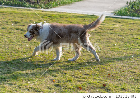 草地上奔跑的邊牧犬 133316495