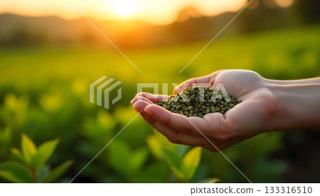 A hand with a green plant stands before a vast field, highlighting the importance of eco-friendly tea cultivation 133316510